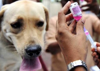 Vacunación antirrábica gratuita en Sierra de la Ventana y Saldungaray