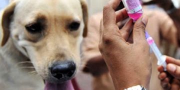 Vacunación antirrábica gratuita en Sierra de la Ventana y Saldungaray