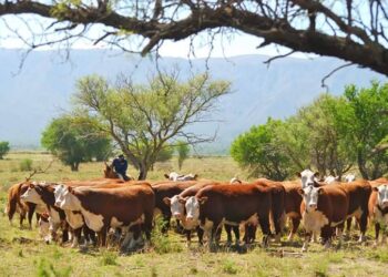 El Gobierno anuncia un Plan Ganadero y un nuevo esquema exportador de carne