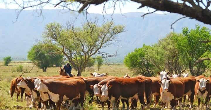 El Gobierno anuncia un Plan Ganadero y un nuevo esquema exportador de carne