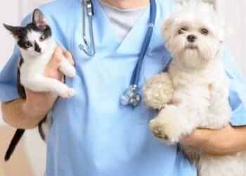 Fue ampliado el cupo de castraciones de caninos y felinos