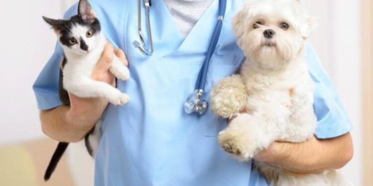 Fue ampliado el cupo de castraciones de caninos y felinos