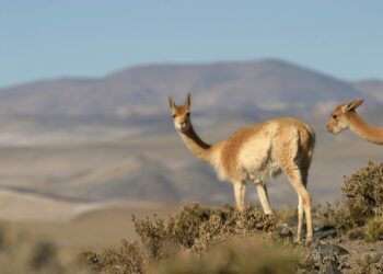 Los requisitos de las provincias para el ingreso de turistas