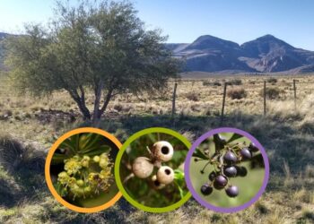 «Recuperar la biodiversidad que se perdió. Lo primero que podemos hacer es informarnos y empezar a incorporarla al diseño de paisaje urbano»