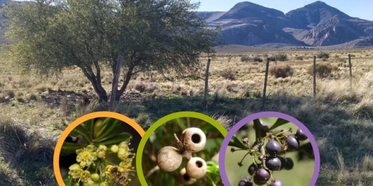 «Recuperar la biodiversidad que se perdió. Lo primero que podemos hacer es informarnos y empezar a incorporarla al diseño de paisaje urbano»