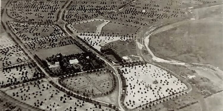 Villa Ventana: Se cumplen 60 años del día que plantaron el árbol N° 50 mil y se hará un acto conmemorativo