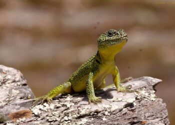 Continúan las charlas sobre la Iguana de Cobre