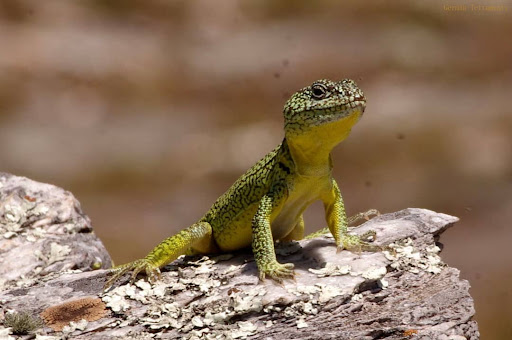 Continúan las charlas sobre la Iguana de Cobre