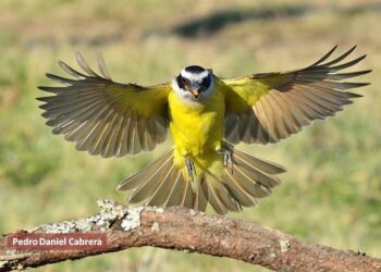 28º INFOCOA  – BENTEVEO