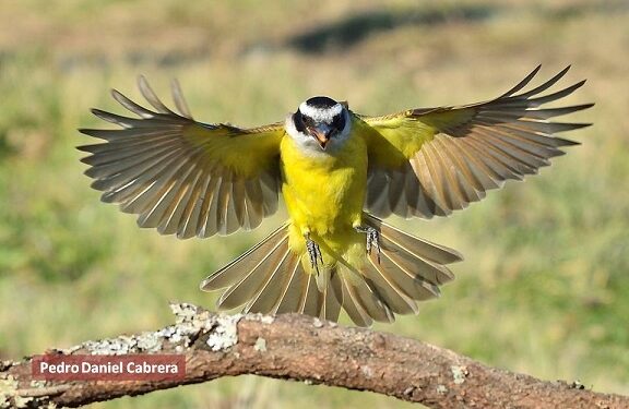 28º INFOCOA  – BENTEVEO