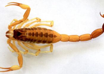 Lo que tenes que saber sobre los “alacranes”; como actuar ante una picadura.