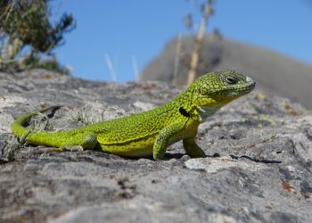 La Iguana de Cobre: El Monumento Natural de la Provincia de Buenos Aires y especie endémica, que se preserva en el sistema de Ventania
