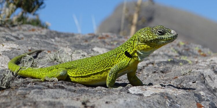 La Iguana de Cobre: El Monumento Natural de la Provincia de Buenos Aires y especie endémica, que se preserva en el sistema de Ventania