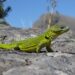 La Iguana de Cobre: El Monumento Natural de la Provincia de Buenos Aires y especie endémica, que se preserva en el sistema de Ventania