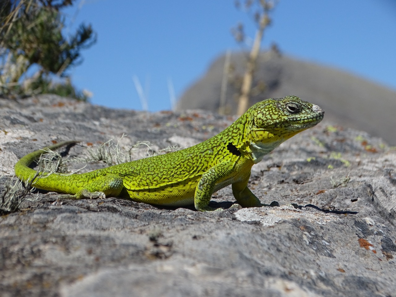La Iguana de Cobre: El Monumento Natural de la Provincia de Buenos Aires y  especie endémica, que se preserva en el sistema de Ventania - Noticias  Radio Reflejos