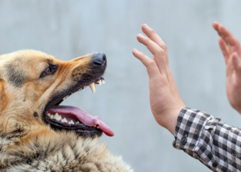 Perros agresivos: «Creo que es momento de no responsabilizar solamente al animal, sino también al dueño»