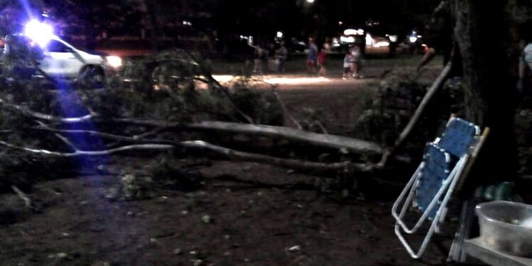 Pudo ser una tragedia: Se desprendió parte de un árbol en el Parque Lineal, una niña de 9 años resultó herida levemente y su familia agradece.