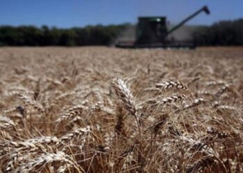 La cosecha de trigo ya supera las 22 millones de toneladas