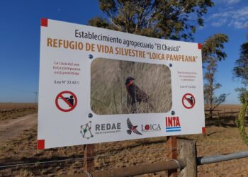 Chasicó: Un ave emblemática del pastizal pampeano tiene un refugio dentro de un campo privado