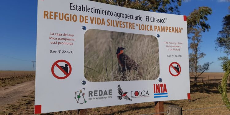 Chasicó: Un ave emblemática del pastizal pampeano tiene un refugio dentro de un campo privado