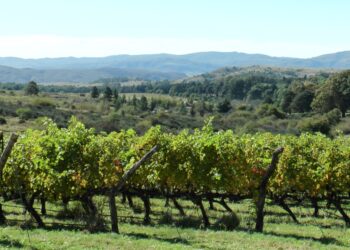 Vinos de nuestra comarca: «No sólo tenemos lindas imágenes en el distrito, sino también ricos sabores, y es una manera de vendernos a todo el país para seguir teniendo visitas».