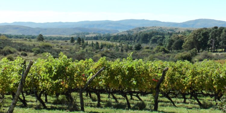 Vinos de nuestra comarca: «No sólo tenemos lindas imágenes en el distrito, sino también ricos sabores, y es una manera de vendernos a todo el país para seguir teniendo visitas».