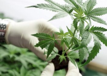 Crean la categoría de productos vegetales a base de cannabis con fines terapéuticos