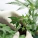 Crean la categoría de productos vegetales a base de cannabis con fines terapéuticos