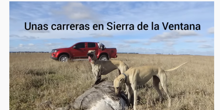 Indignante: Un canal de YouTube difunde tres delitos que cometió en Sierra de la Ventana