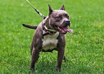 Jujuy: un perro pitbull atacó y mató a un menor de 2 años