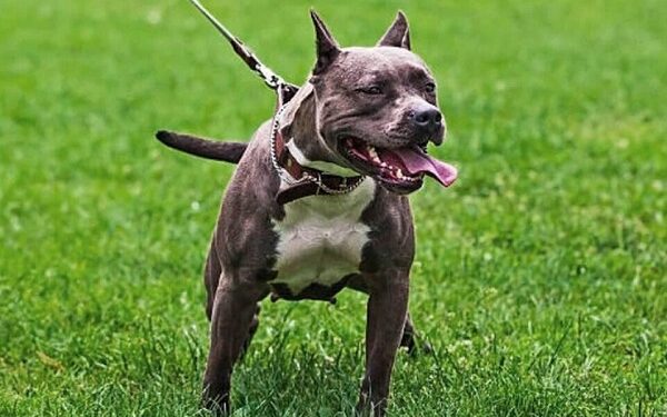 Jujuy: un perro pitbull atacó y mató a un menor de 2 años