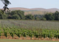 Tres bodegas para degustar los mejores vinos de la Provincia de Buenos Aires.
