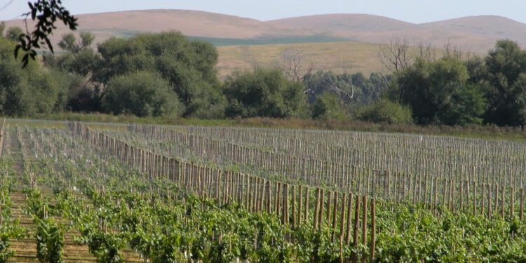 Tres bodegas para degustar los mejores vinos de la Provincia de Buenos Aires.