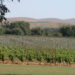Tres bodegas para degustar los mejores vinos de la Provincia de Buenos Aires.