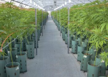 Conformaron la Mesa del Cannabis y el Cáñamo Industrial para coordinar y articular tareas