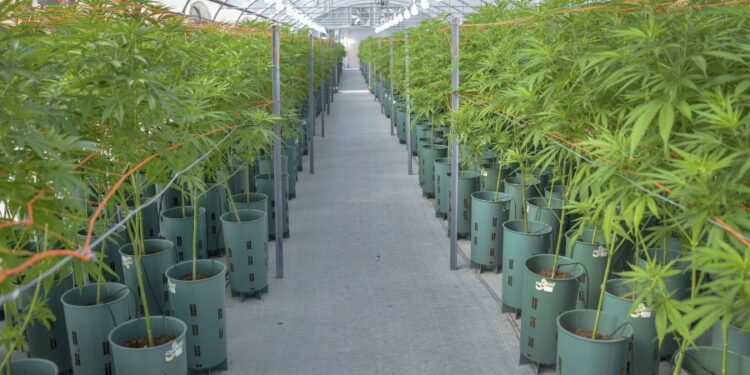 Conformaron la Mesa del Cannabis y el Cáñamo Industrial para coordinar y articular tareas