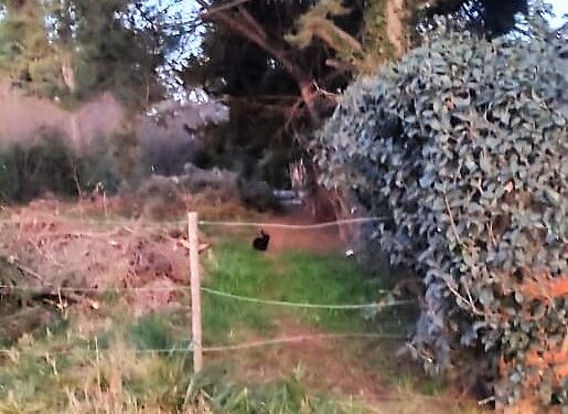 El conejo negro del Barrio Del Mirador: Una especie invasora europea ya se puede ver en Sierra de la Ventana