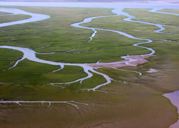 El personal de Áreas Naturales Protegidas alerta por malos manejos en el estuario bahiense