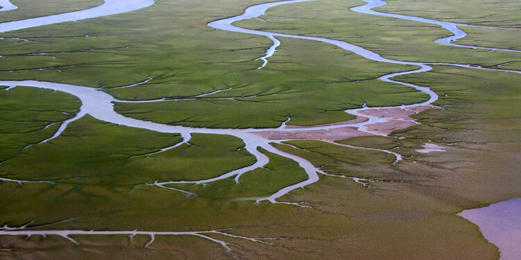 El personal de Áreas Naturales Protegidas alerta por malos manejos en el estuario bahiense