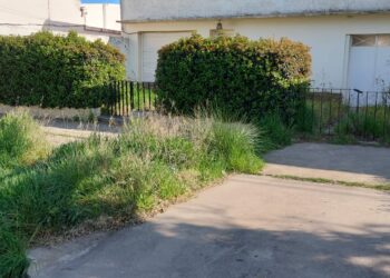 Solicitan realizar mantenimiento de veredas y terrenos baldíos