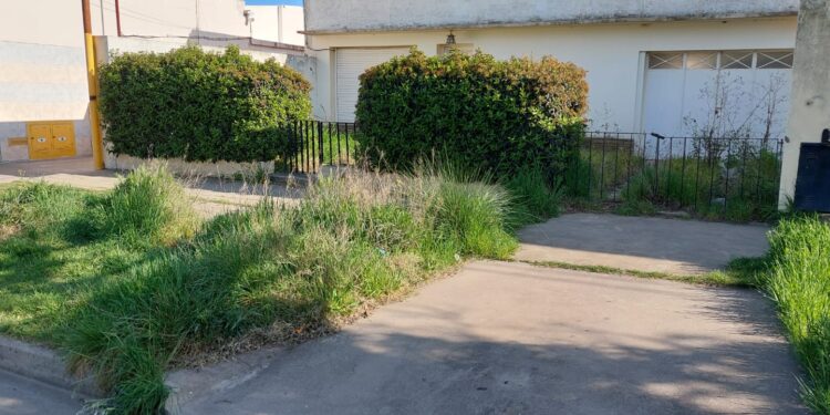 Solicitan realizar mantenimiento de veredas y terrenos baldíos