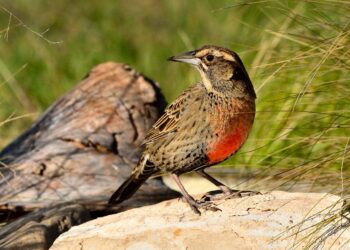 Este domingo habrá una charla abierta del Club Observadores de Aves