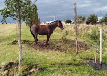 Recuerdan que está prohibido dejar caballos en espacios públicos