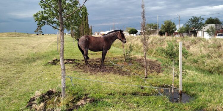 Recuerdan que está prohibido dejar caballos en espacios públicos