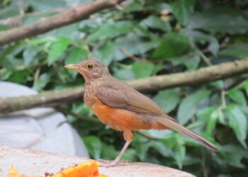 Comprueban que los cementerios funcionan como un refugio de aves en las ciudades de Latinoamérica