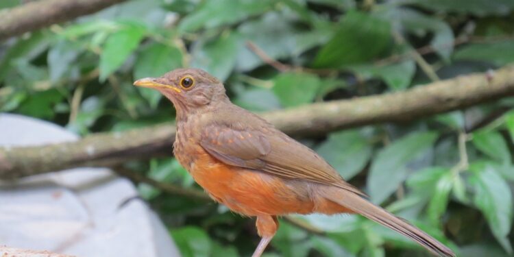 Comprueban que los cementerios funcionan como un refugio de aves en las ciudades de Latinoamérica
