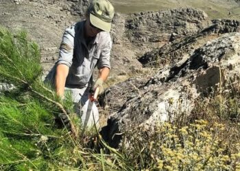 Control de invasoras en Sierras Grandes: «Esos pinos lo que hacen es que no crezca nada en el suelo debajo de ellos. Queda la piedra pelada”.