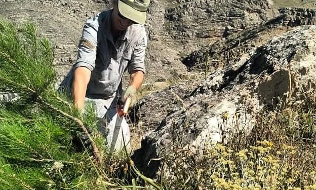 Control de invasoras en Sierras Grandes: «Esos pinos lo que hacen es que no crezca nada en el suelo debajo de ellos. Queda la piedra pelada”.