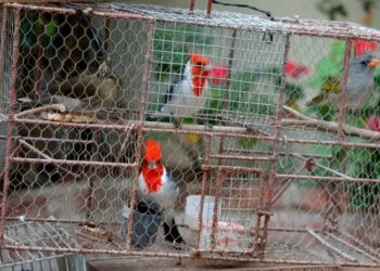 Advierten que la tenencia de fauna silvestre está prohibida por Ley Nacional