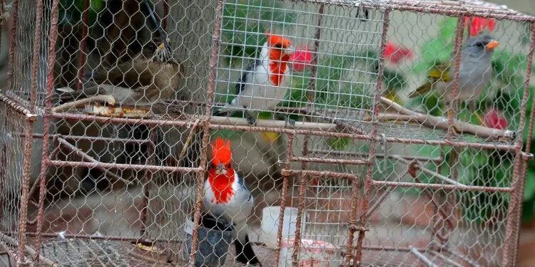 Advierten que la tenencia de fauna silvestre está prohibida por Ley Nacional